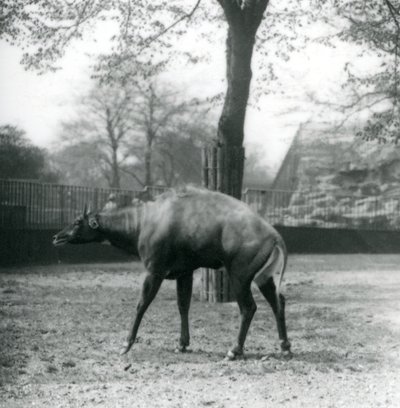 Ein Nilgau oder asiatischer Antilope im Londoner Zoo, April 1923 von Frederick William Bond